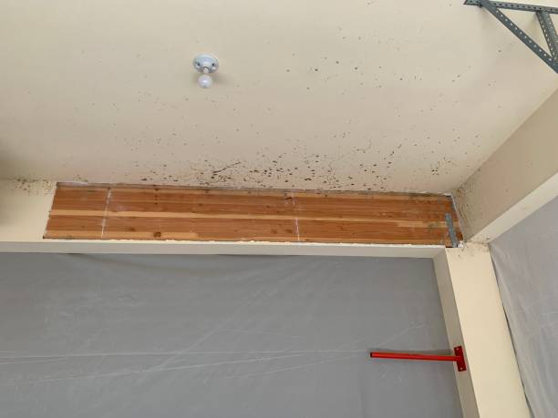 Environmental Consulting for Mold Prevention in Williston, ND